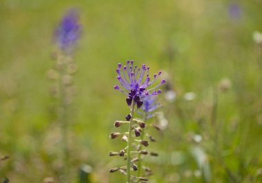 Gran Canaria florası - Muscari comosum