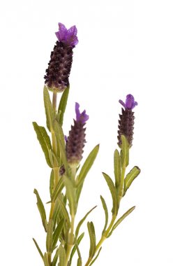 Lavandula stoechas, Lavanta İspanyolca