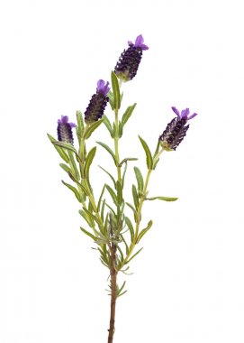 Lavandula stoechas, Lavanta İspanyolca