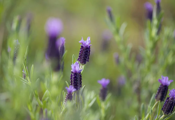 Flora di Gran Canaria  - — Foto Stock