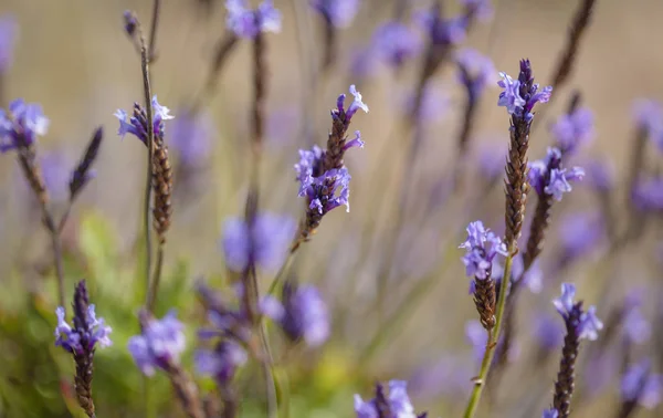 Robotskapade stubbar om Gran Canaria - blommande kanariska lavendel — Stockfoto