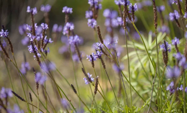 Robotskapade stubbar om Gran Canaria - blommande kanariska lavendel — Stockfoto