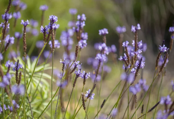 Robotskapade stubbar om Gran Canaria - blommande kanariska lavendel — Stockfoto