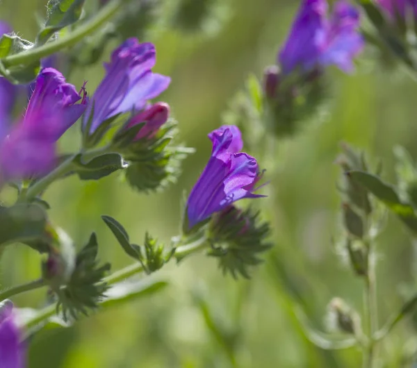 Flora of Gran Canaria -  Echium plantagineum — Stock Photo, Image