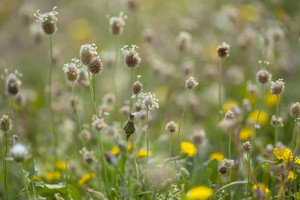 Flora von gran canaria - plantago lagopus — Stockfoto