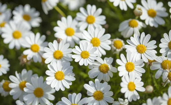 Flora of Gran Canaria -  marguerite daisy — Stock Photo, Image