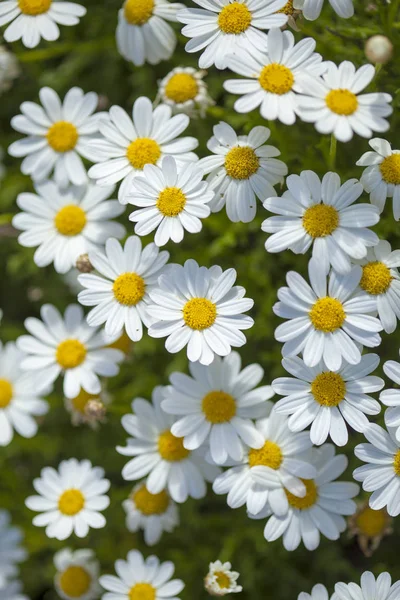 Flora de Gran Canaria - margarida margarida — Fotografia de Stock