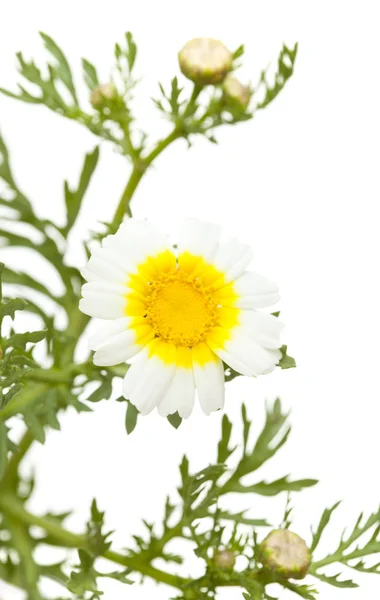 Garland chrysanthemum isolated — Stock Photo, Image