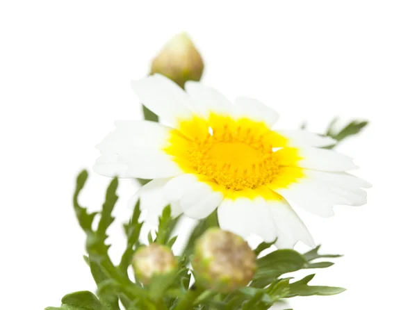 Garland chrysanthemum isolated — Stock Photo, Image