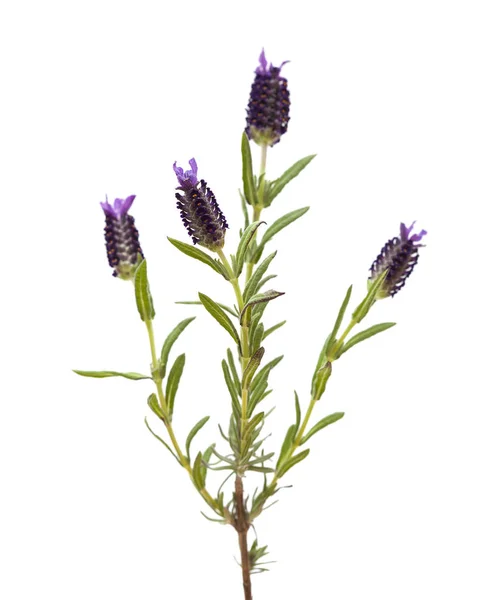 Lavandula stoechas, la lavanda spagnola — Foto Stock