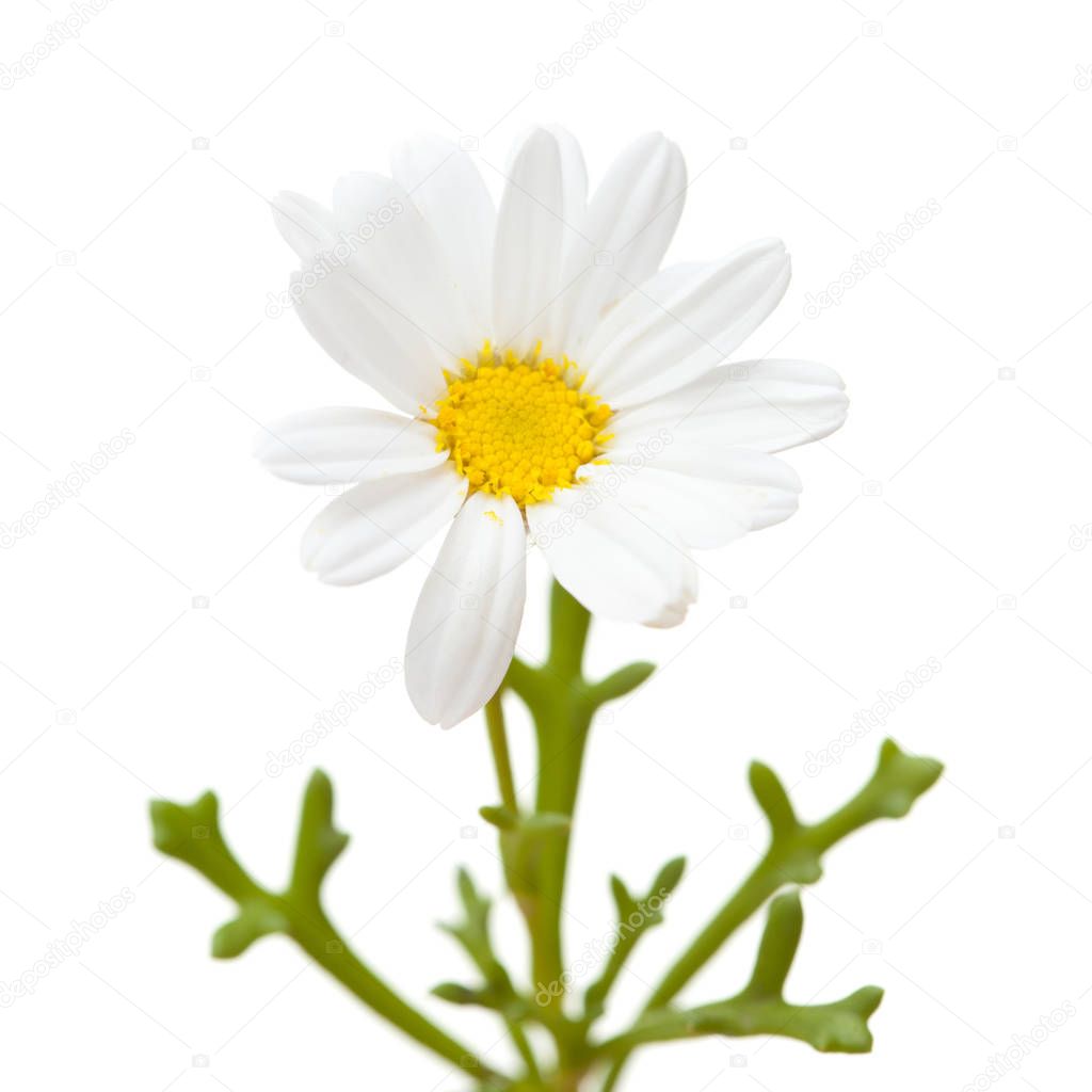 flora of Gran Canaria -  marguerite daisy