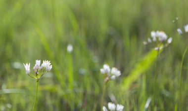 Gran Canaria - pembe sarımsak çiçekli florası