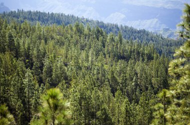 Gran Canaria alanlarında reforestated