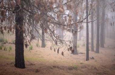 Gran Canaria, Mart 2018