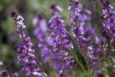Gran Canaria - Erysimum geçmiyordu florası