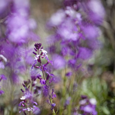 Gran Canaria - Erysimum geçmiyordu florası