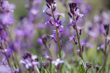 Gran Canaria - Erysimum geçmiyordu florası