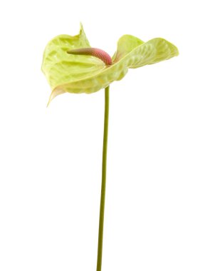 Yeşil antoryum izole