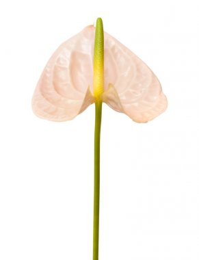 pink Anthurium isolated  clipart
