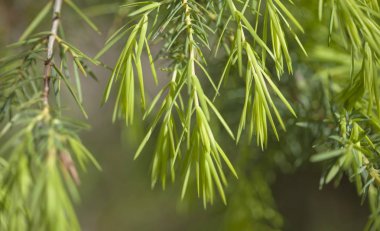 Juniperus cedrus arka plan