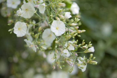 Gran Canaria - çalı sabah zafer florası