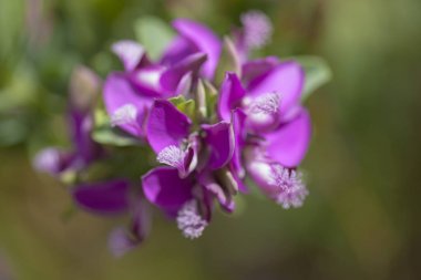 Polygala myrtifolia arka plan