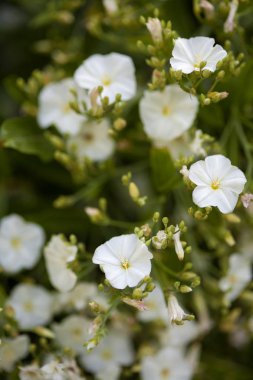 Gran Canaria - çalı sabah zafer florası
