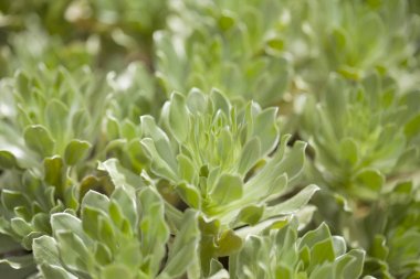 Fuerteventura 'dan Flora - Asteriscus sericeus