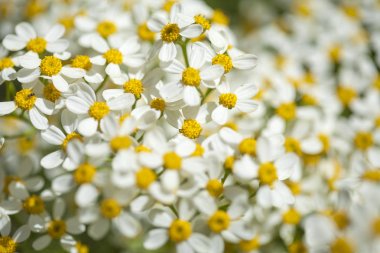 Gran Canaria - Gonospermum ferulaceum florası