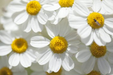 Gran Canaria - Gonospermum ferulaceum florası