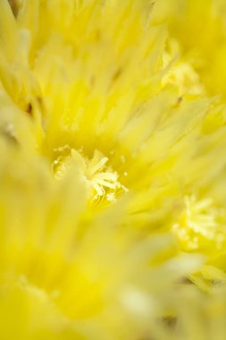 Ferocactus glaucescens arka plan