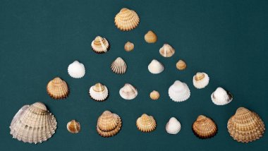 İstiridye ve istiridye