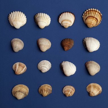 İstiridye ve istiridye