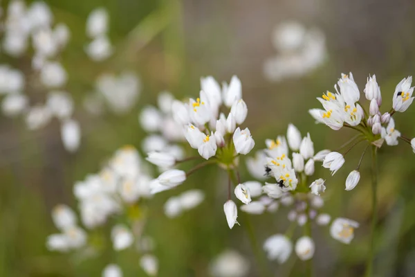 Flora of Gran Canaria - flowering rosy garlic — Stock Photo, Image