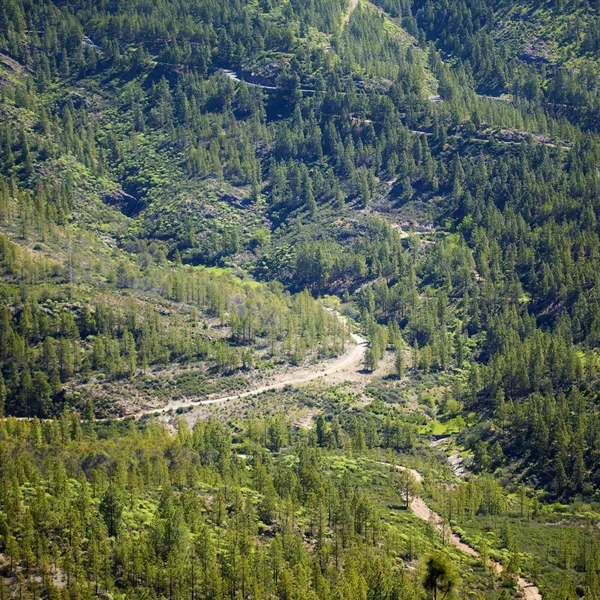 Obszary reforestated Gran Canaria — Zdjęcie stockowe