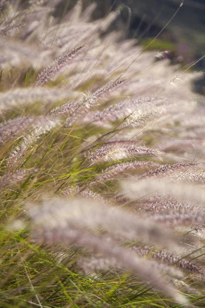 Flore de Gran Canaria Pennisetum setaceum — Photo