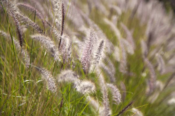 Flora de Gran Canaria - Pennisetum setaceum — Foto de Stock