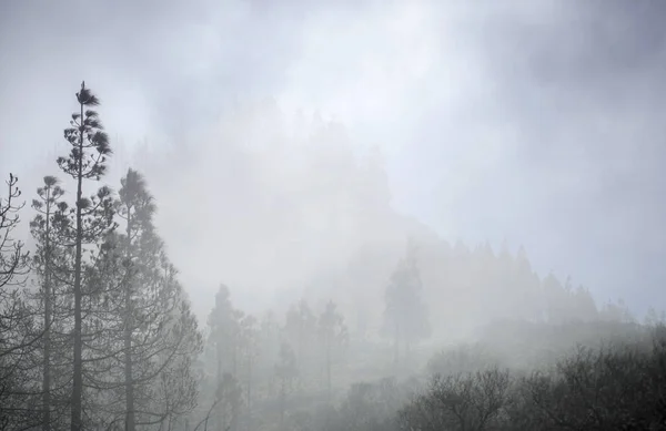 Gran Canaria, Mart 2018 — Stok fotoğraf