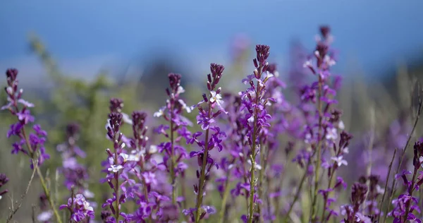 Flora de Gran Canaria - Erysimum albescens — Foto de Stock