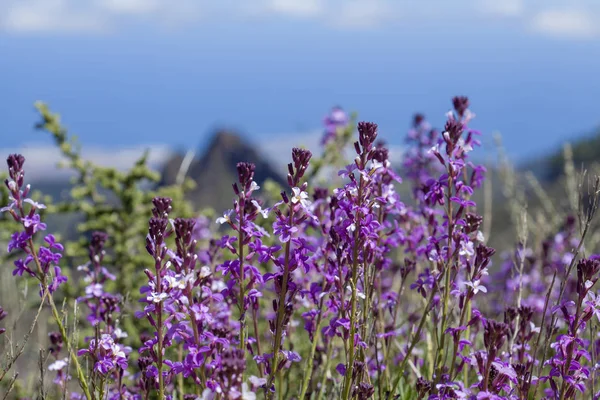 Flora von Gran Canaria - erysimum albescens — Stockfoto