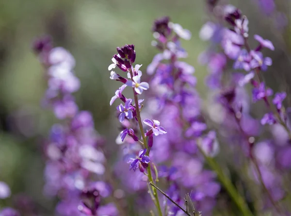 大加那利岛-Erysimum albescens 的植物区系 — 图库照片