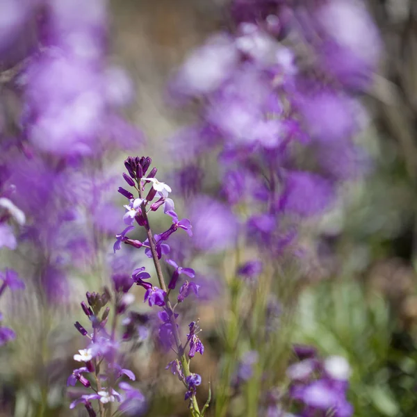 Flora z Gran Canaria - jsou albescens — Stock fotografie