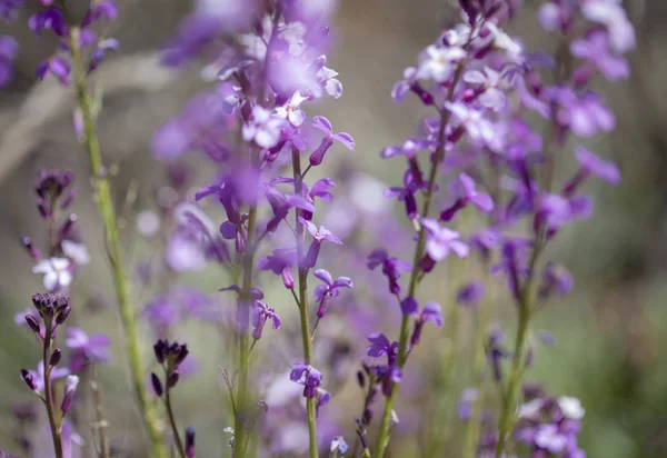 大加那利岛-Erysimum albescens 的植物区系 — 图库照片