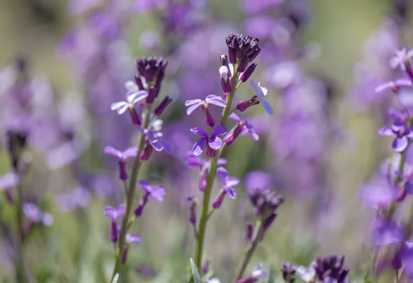 Robotskapade stubbar om Gran Canaria - Erysimum albescens — Stockfoto