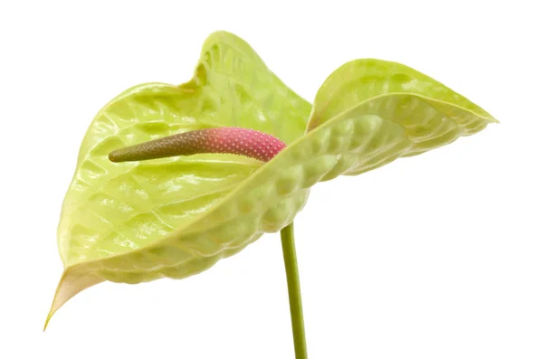 Green Anthurium isolated — Stock Photo, Image