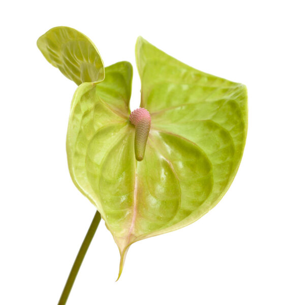 green Anthurium isolated