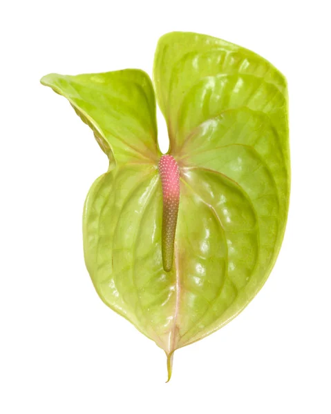 Anthurium vert isolé — Photo