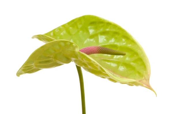 Anthurium vert isolé — Photo