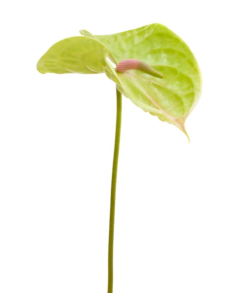 Anthurium verde aislado — Foto de Stock