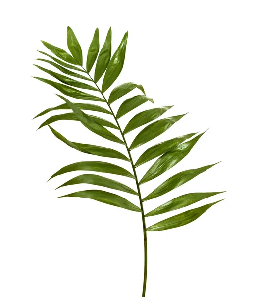 Chamaedorea elegans  leaf — Stock Photo, Image